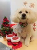 Dogsalon Ease(ɥå󥤡)