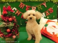 Dogsalon Ease(ɥå󥤡)