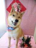 Dogsalon Ease(ɥå󥤡)