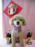 Dogsalon Ease(ɥå󥤡)