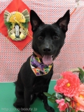 Dogsalon Ease(ɥå󥤡)