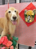 Dogsalon Ease(ɥå󥤡)