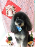 Dogsalon Ease(ɥå󥤡)