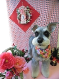 Dogsalon Ease(ɥå󥤡)