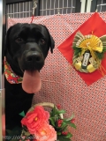 Dogsalon Ease(ɥå󥤡)