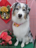 Dogsalon Ease(ɥå󥤡)