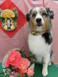 Dogsalon Ease(ɥå󥤡)