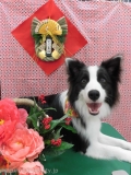 Dogsalon Ease(ɥå󥤡)