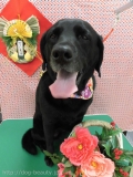 Dogsalon Ease(ɥå󥤡)