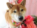 Dogsalon Ease(ɥå󥤡)