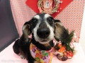 Dogsalon Ease(ɥå󥤡)