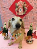Dogsalon Ease(ɥå󥤡)