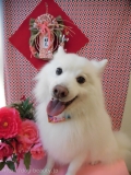 Dogsalon Ease(ɥå󥤡)
