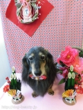 Dogsalon Ease(ɥå󥤡)