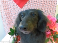 Dogsalon Ease(ɥå󥤡)