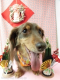Dogsalon Ease(ɥå󥤡)