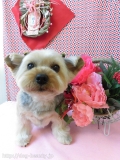 Dogsalon Ease(ɥå󥤡)