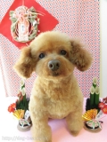 Dogsalon Ease(ɥå󥤡)
