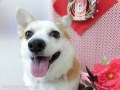 Dogsalon Ease(ɥå󥤡)