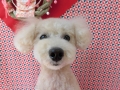 Dogsalon Ease(ɥå󥤡)
