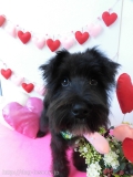 Dogsalon Ease(ɥå󥤡)