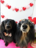 Dogsalon Ease(ɥå󥤡)