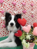 Dogsalon Ease(ɥå󥤡)