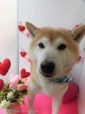 Dogsalon Ease(ɥå󥤡)