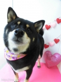 Dogsalon Ease(ɥå󥤡)