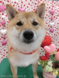 Dogsalon Ease(ɥå󥤡)