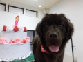 Dogsalon Ease(ɥå󥤡)