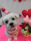 Dogsalon Ease(ɥå󥤡)