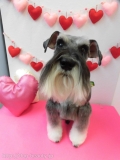 Dogsalon Ease(ɥå󥤡)