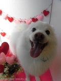 Dogsalon Ease(ɥå󥤡)
