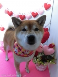 Dogsalon Ease(ɥå󥤡)