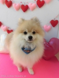 Dogsalon Ease(ɥå󥤡)