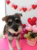 Dogsalon Ease(ɥå󥤡)