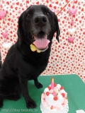 Dogsalon Ease(ɥå󥤡)