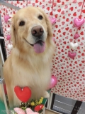 Dogsalon Ease(ɥå󥤡)