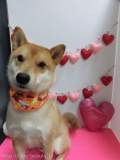Dogsalon Ease(ɥå󥤡)