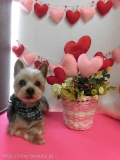 Dogsalon Ease(ɥå󥤡)