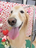 Dogsalon Ease(ɥå󥤡)