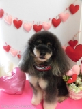 Dogsalon Ease(ɥå󥤡)