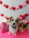 Dogsalon Ease(ɥå󥤡)