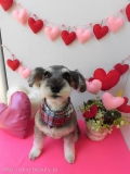 Dogsalon Ease(ɥå󥤡)