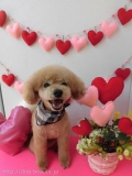 Dogsalon Ease(ɥå󥤡)