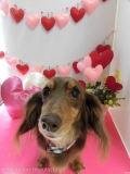 Dogsalon Ease(ɥå󥤡)