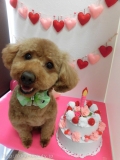 Dogsalon Ease(ɥå󥤡)