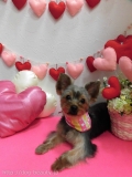 Dogsalon Ease(ɥå󥤡)