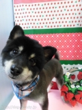 Dogsalon Ease(ɥå󥤡)